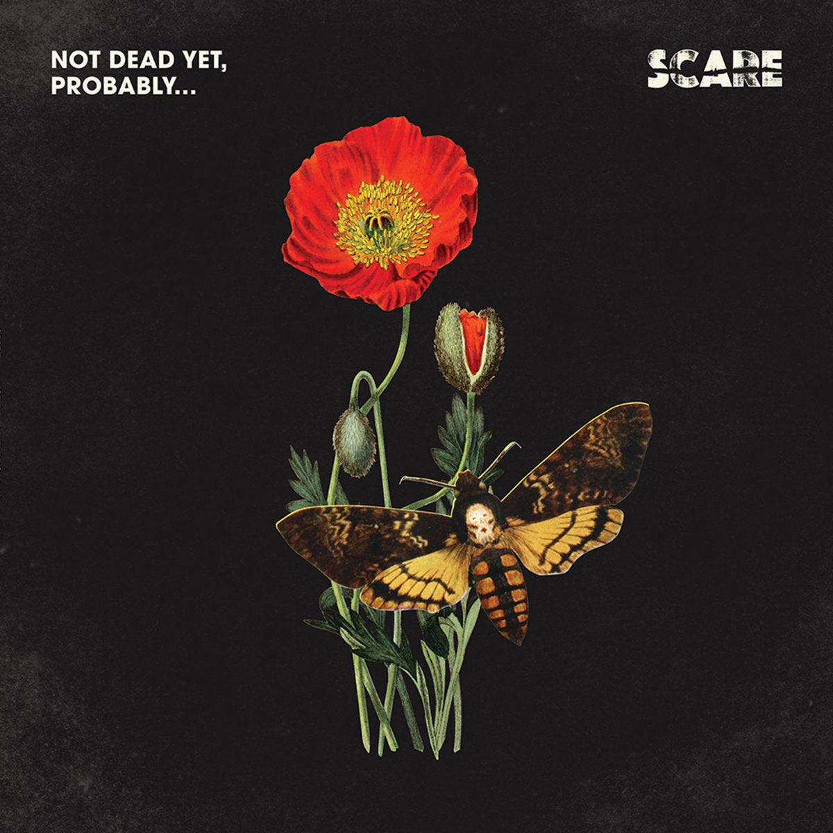 Album "NOT DEAD YET, PROBABLY..." (Vinyle) - SCARE